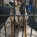 Znaleziono psa, Sosnowiec, 28 listopada 2025