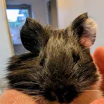 Znaleziono zwierzę, Lublin, 30 listopada 2025