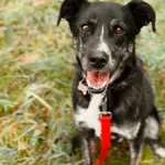 Pies do adopcji, Sosnowice, 6 lipca 2017