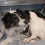 Znaleziono psa, Lublin, 29 listopada 2025