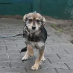 Pies do adopcji, Nowy Dwór Mazowiecki, 2 grudnia 2025