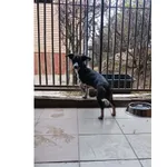 Znaleziono psa, Białystok, 14 listopada 2025