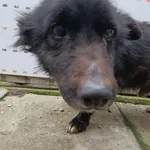 Znaleziono psa, Racławice, 25 listopada 2025