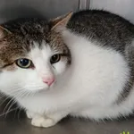 Znaleziono kota, Racławice, 27 listopada 2025