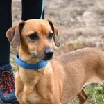 Pies do adopcji, Chełmek, 12 listopada 2025