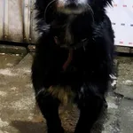 Znaleziono psa, Racławice, 25 listopada 2025