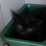 Znaleziono kota, Lublin, 29 listopada 2025