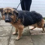 Znaleziono psa, Racławice, 27 listopada 2025