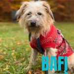 Pies do adopcji, Sosnowice, 16 kwietnia 2024