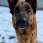 Pies do adopcji, Bydgoszcz, 2 grudnia 2025