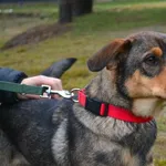 Pies do adopcji, Chełmek, 6 listopada 2025