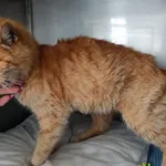 Znaleziono kota, Racławice, 27 listopada 2025