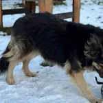 Pies do adopcji, Bydgoszcz, 2 grudnia 2025