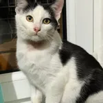 Kot do adopcji, Głowno, 2 grudnia 2025