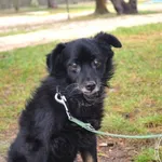 Pies do adopcji, Chełmek, 14 listopada 2025