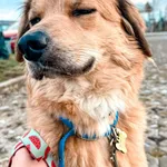 Znaleziono psa, Szczecin, 3 grudnia 2025