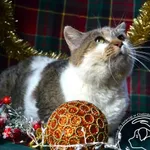 Kot do adopcji, Chełmek, 22 października 2025