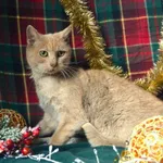 Kot do adopcji, Chełmek, 11 listopada 2025