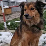 Znaleziono psa, Racławice, 28 listopada 2025