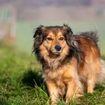 Znaleziono psa, Racławice, 28 listopada 2025