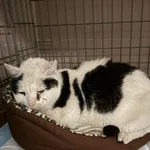 Znaleziono kota, Bydgoszcz, 1 grudnia 2025