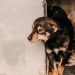 Niko 616093903032017