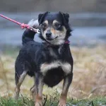 Znaleziono psa, Toruń, 3 maja 2025