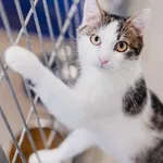 Kot do adopcji, Częstochowa, 10 lipca 2025