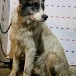 Znaleziono psa, Racławice, 2 grudnia 2025