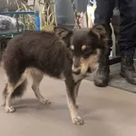 Znaleziono psa, Bydgoszcz, 30 listopada 2025