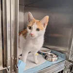 Znaleziono kota, Bydgoszcz, 1 grudnia 2025