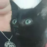 Znaleziono kota, Bydgoszcz, 27 listopada 2025