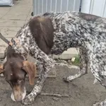 Znaleziono psa, Racławice, 1 grudnia 2025