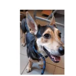 Znaleziono psa, Białystok, 4 grudnia 2025