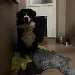 Znaleziono psa, Bydgoszcz, 1 grudnia 2025