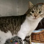 Znaleziono kota, Racławice, 2 grudnia 2025