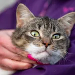 Znaleziono kota, Racławice, 2 grudnia 2025