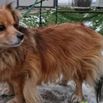 Znaleziono psa, Racławice, 28 listopada 2025