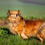 Znaleziono psa, Racławice, 28 listopada 2025