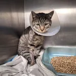 Znaleziono kota, Bydgoszcz, 1 grudnia 2025