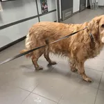 Znaleziono psa, Bydgoszcz, 2 grudnia 2025