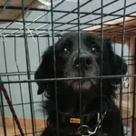 Znaleziono psa, Sosnowiec, 1 grudnia 2025