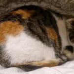 Znaleziono kota, Racławice, 28 listopada 2025