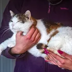 Znaleziono kota, Racławice, 28 listopada 2025