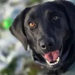 Pies do adopcji, Oborniki, 27 października 2025