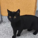 Znaleziono kota, Toruń, 9 listopada 2025