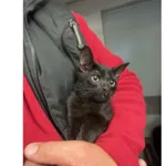 Znaleziono kota, Białystok, 12 listopada 2025