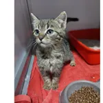 Znaleziono kota, Białystok, 4 grudnia 2025