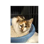 Znaleziono kota, Białystok, 8 listopada 2025