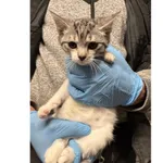 Znaleziono kota, Białystok, 4 grudnia 2025